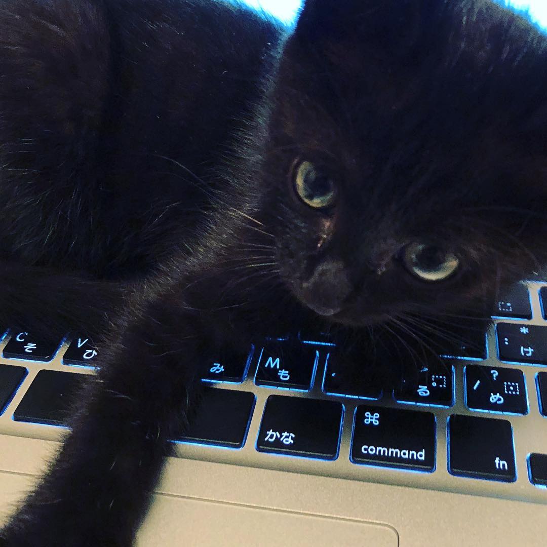 Macbookに乗る子猫のジュエル・ジャミロ・二世
