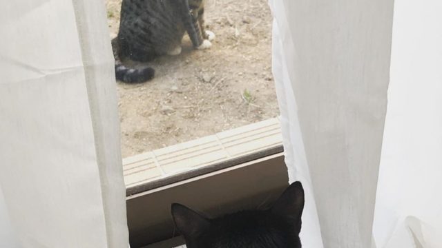 窓越しに面会するジュエル・ジャミロ・二世と産みの母猫